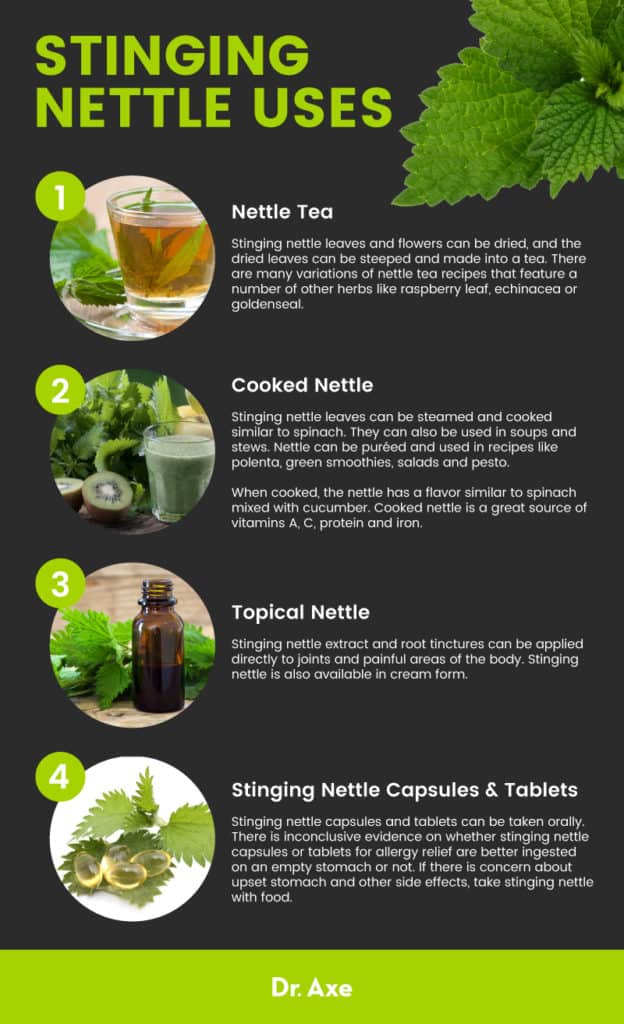 Stinging Nettle Benefits, Uses and Side Effects Dr. Axe