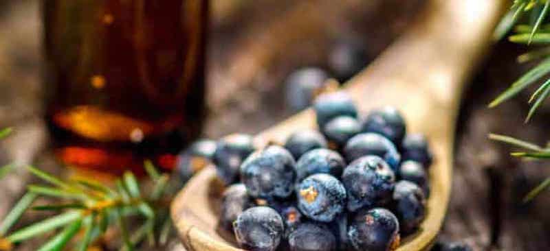 Juniper berry essential oil