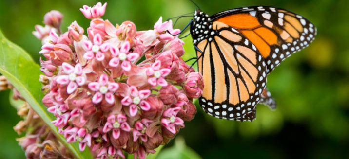 Milkweed Benefits, Uses and Why You Should Grow It - Dr. Axe