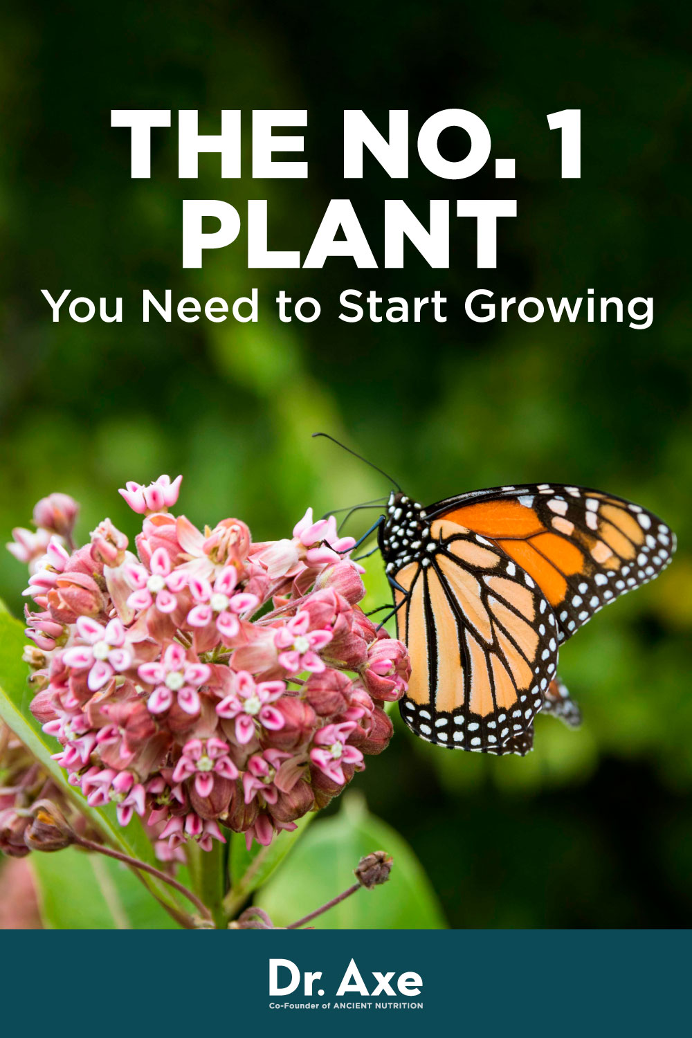 Milkweed Benefits, Uses And Why You Should Grow It - Dr. Axe