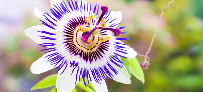 Passion flower - Dr. Axe