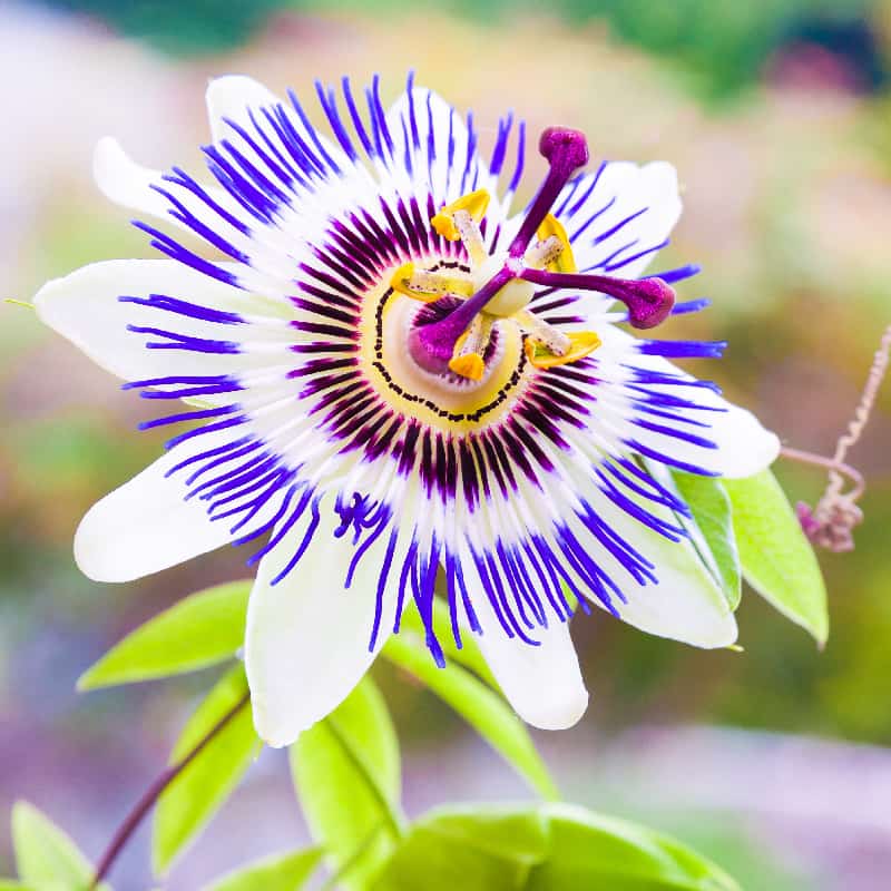 Passion Flower Benefits, Uses, Risks and Side Effects - Dr. Axe