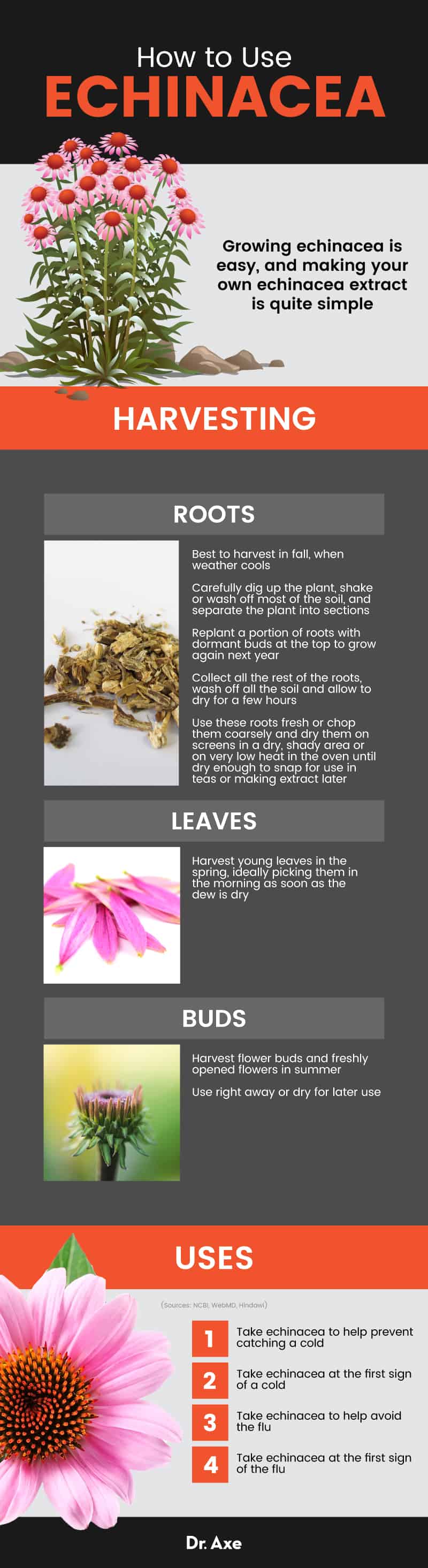 Echinacea uses - Dr. Axe