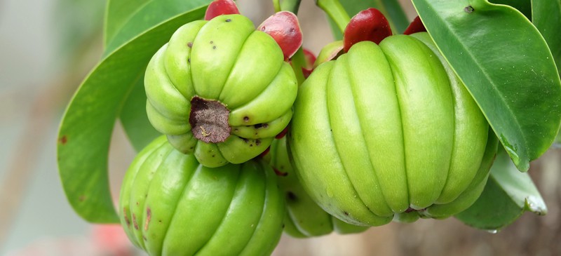 Garcinia Cambogia Weight Loss Benefits or Side Effects Dr. Axe