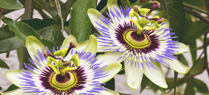 Passion Flower - Dr. Axe