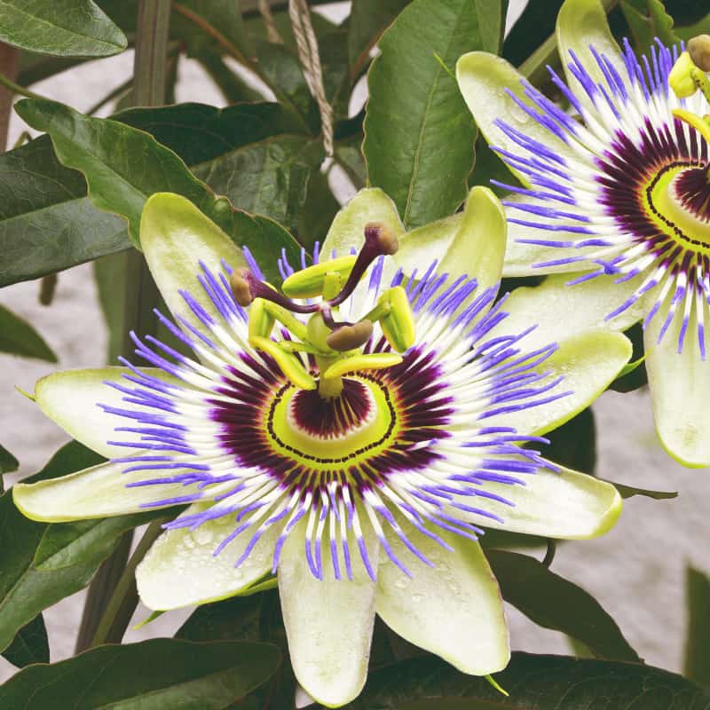 Passion Flower Tea Benefits And Side Effects Best Flower Site