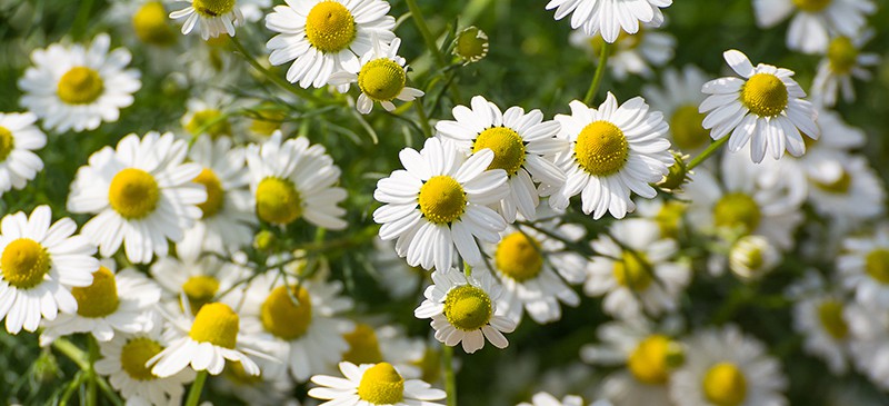 Chamomile plant