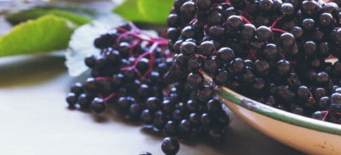 Elderberry Benefits, Dosage, Side Effects And Interactions - Dr. Axe