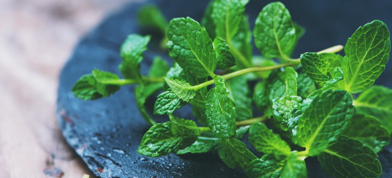 Mint Leaves - Pudhina Leaves - Mentha at Rs 60/kg, Mint Herb in Neemuch