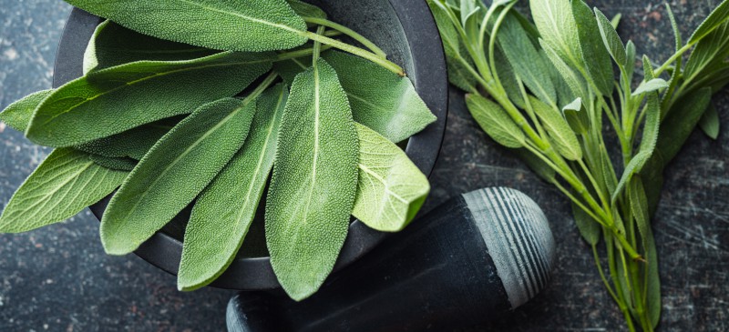 Sage, Description, Plant, Herb, Uses, & Facts