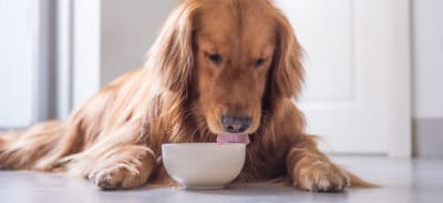 Bone Broth for Dogs & Other Pets: Top 5 Benefits + Recipes - Dr. Axe