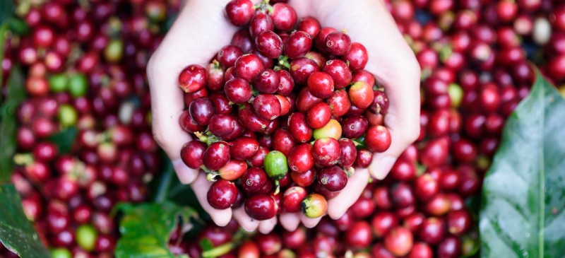 TIL the coffee bean is actually just the pit of a bright red fruit