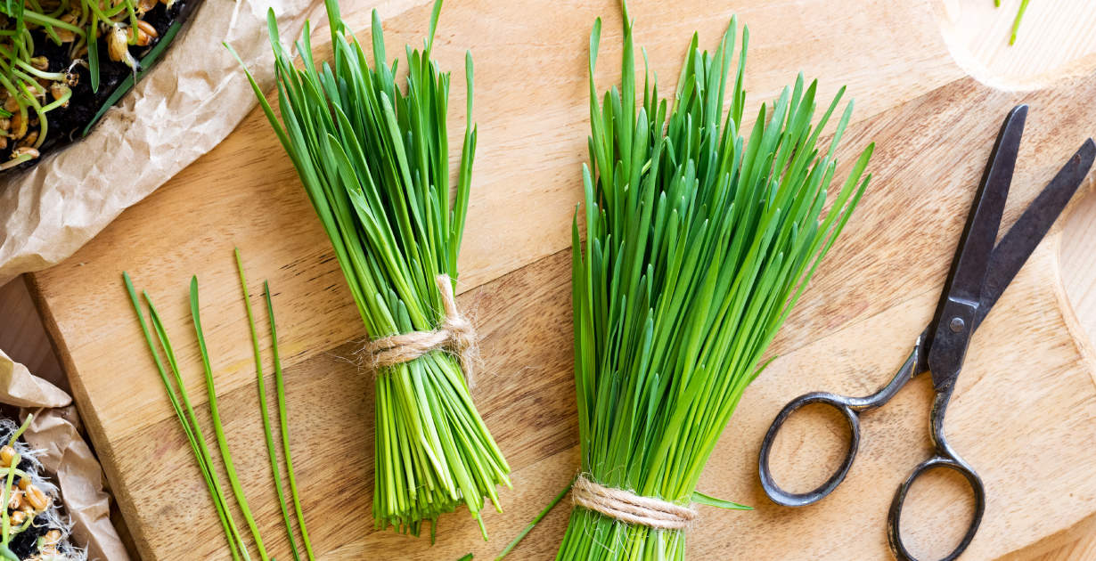 7 Aromatherapy Oils for Better Health - Wheatgrass Love