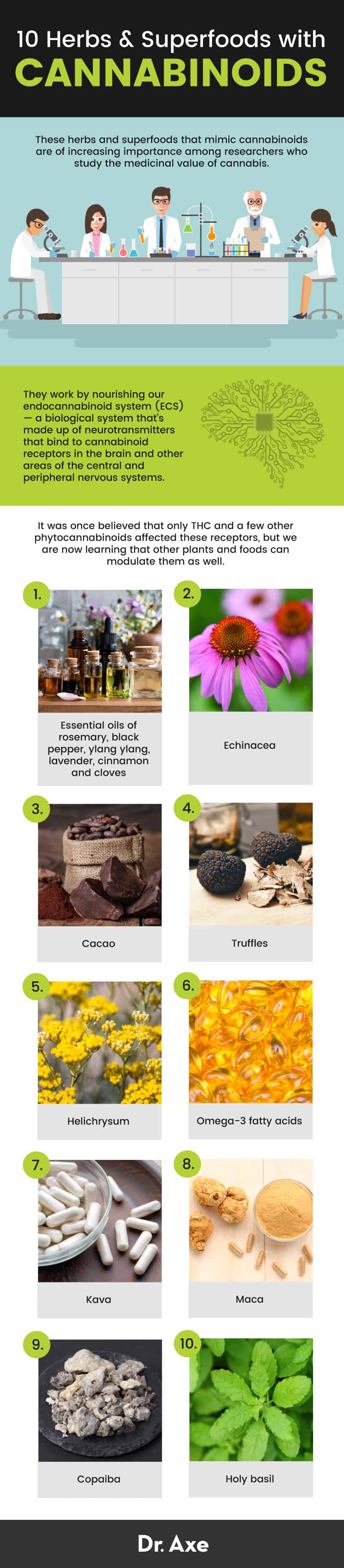 Herbs and superfoods that mimic cannabinoids - Dr. Axe