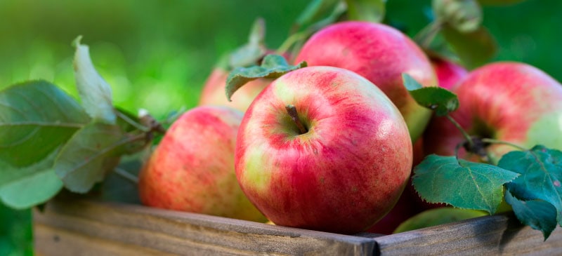 Apples, Honeycrisp, Organic - exist green