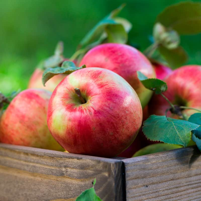 Apple Phenolics: Red Delicious –