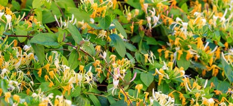 How Long Does Honeysuckle Take To Grow - Honeysuckle Plant Care Guide: How to Grow Honeysuckle