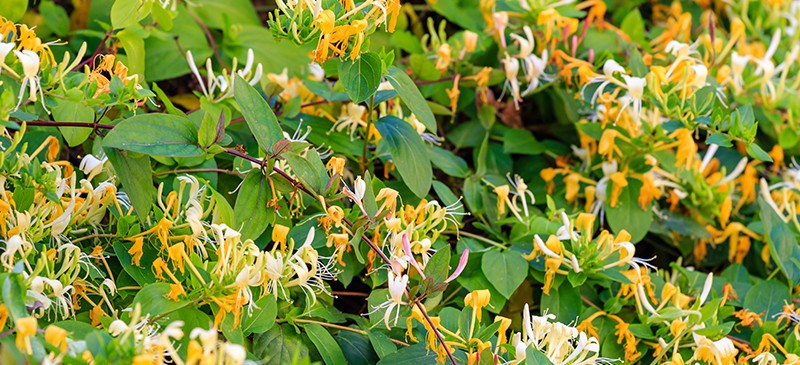 6. The edible honeysuckle is a good source of phenolic compounds.