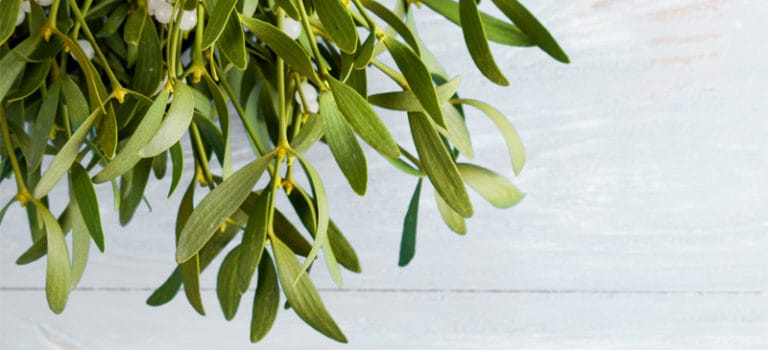 what-you-need-to-know-about-mistletoe-benefits-uses-history-dr-axe