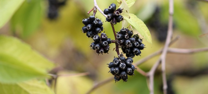 Siberian ginseng