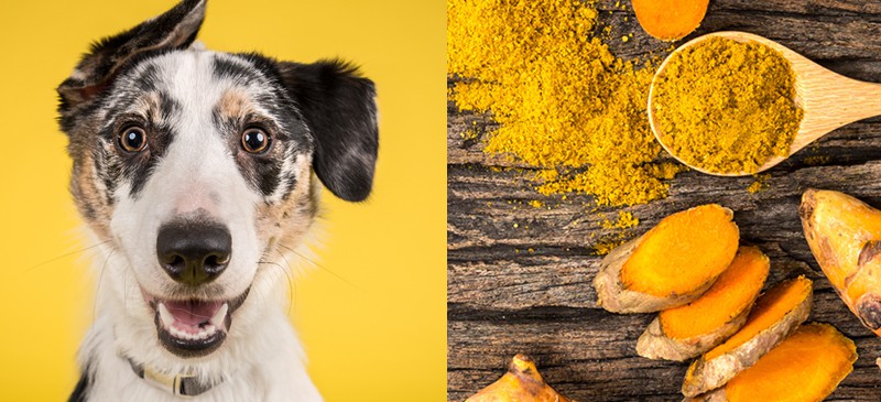 Turmeric for dogs - Dr. Axe
