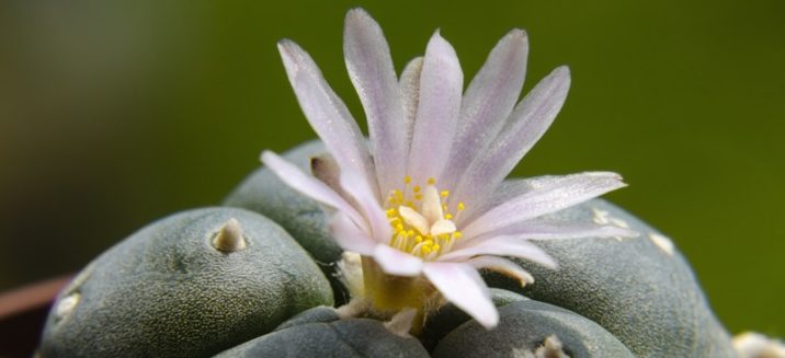 What Is Peyote? Popular Uses, Legality Questions and Risks - Dr. Axe