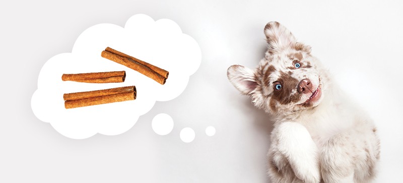 Can dogs eat cinnamon? - Dr. Axe