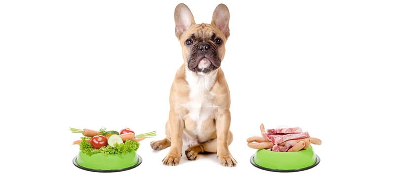 Pet Nutrition 101 Are You Giving Your Pet the Best Pet Food Dr Axe