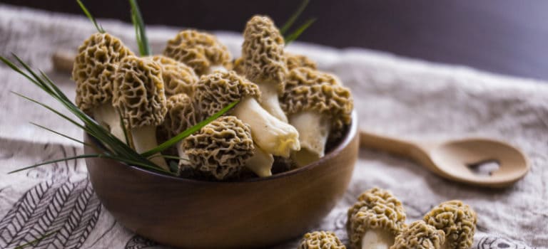 Morel Mushrooms Benefits, Uses, Recipes, How to Hunt Them - Dr. Axe