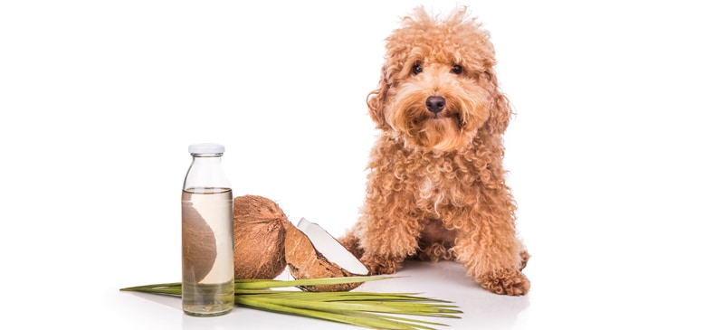 Coconut oil for dogs - Dr. Axe