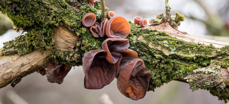 Champignon oreille de bois - Dr. Axe