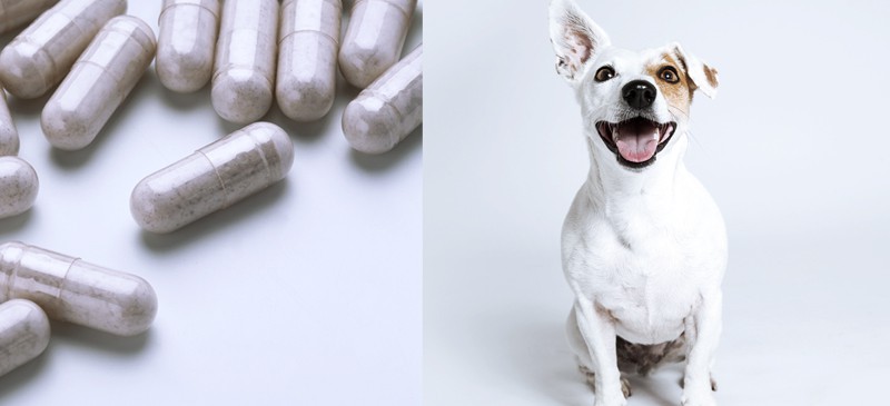 Probiotics for dogs - Dr. Axe