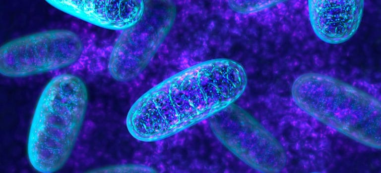 Mitochondria: 10 Ways to Boost the Powerhouse of Your Cells - Dr. Axe