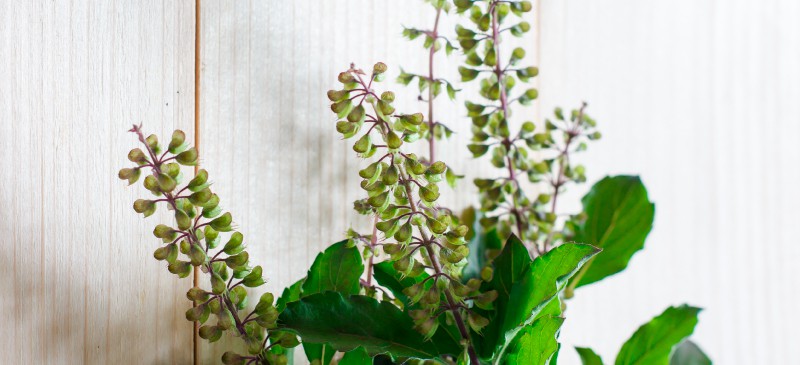 Holy Basil Benefits Uses Side Effects and Interactions Dr. Axe