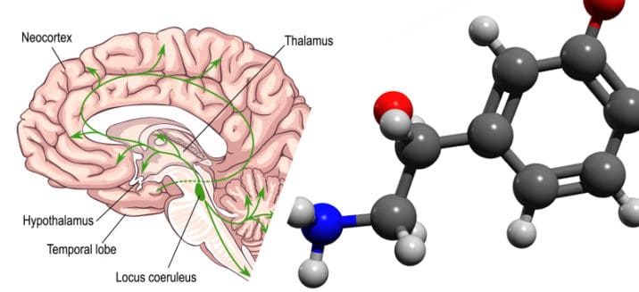 Norepinephrine Function Deficiency And How To Increase Dr Axe 2628