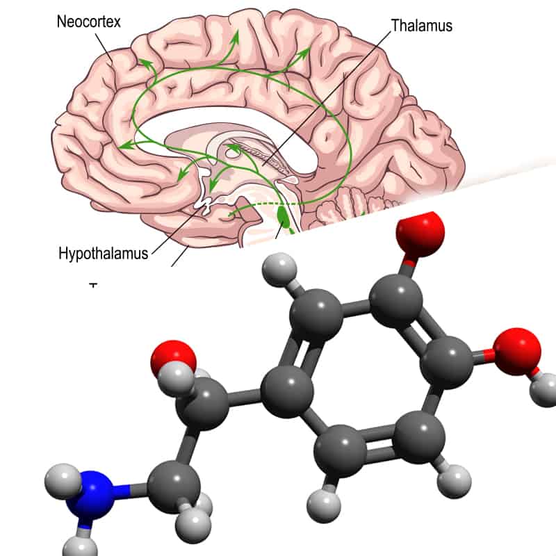 norepinephrine neurotransmitter function