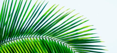 Saw Palmetto Benefits, Uses, Dosage and Side Effects - Dr. Axe