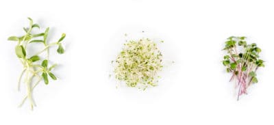 Microgreens: Nutrition, Benefits and How to Grow Them - Dr. Axe