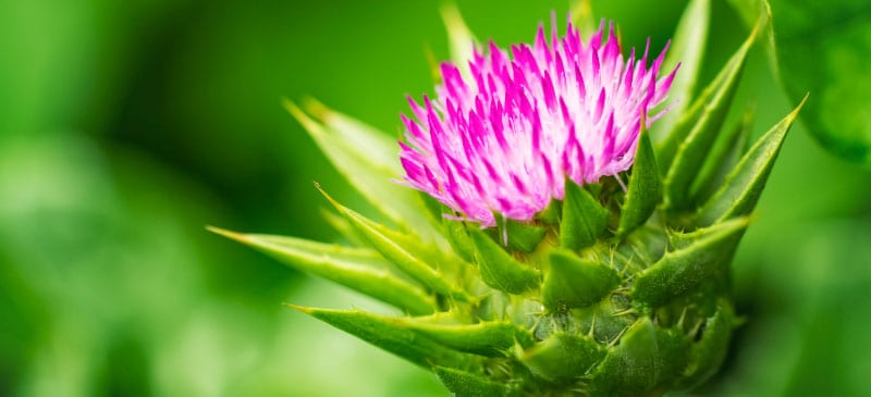 Milk thistle for cheap dogs with liver cancer