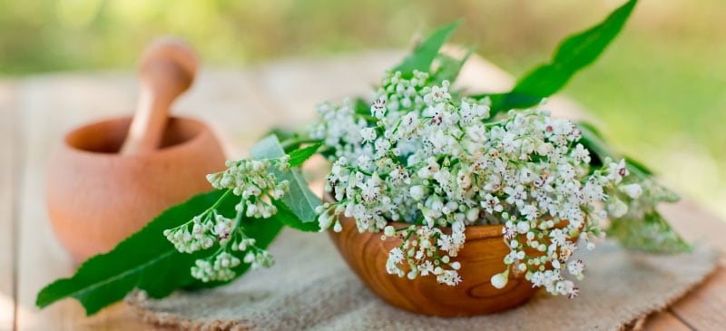 10 Amazing Health Benefits Of Lily Of The Valley