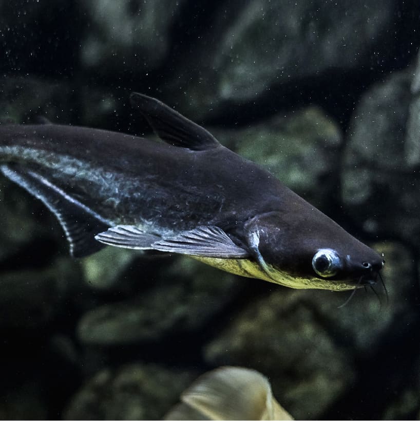 Saltwater Catfish – The Good & Bad