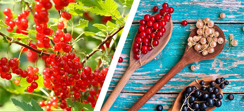 Currants benefits - Dr. Axe