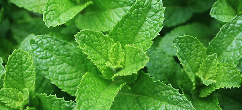 Spearmint (Tea and Essential OIl) Benefits and Side Effects - Dr. Axe
