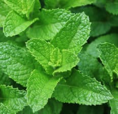 Spearmint