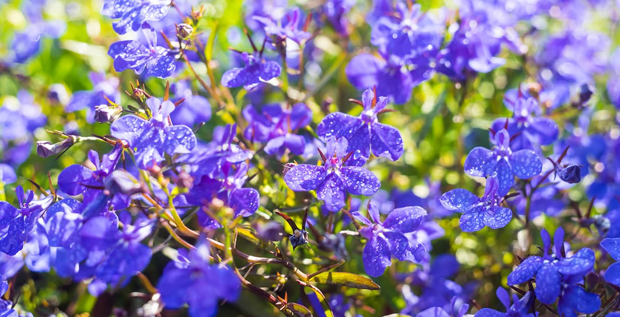 Lobelia Potential Benefits vs. Side Effects: Is It Safe? - Dr. Axe