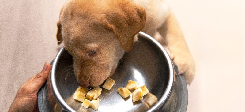 Dogs and outlet bananas