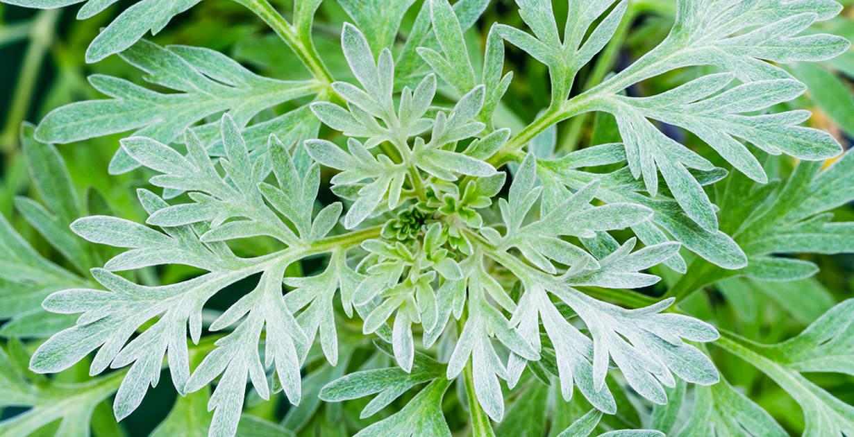 Wormwood Benefits, Uses, Tea Recipe and Side Effects - Dr. Axe