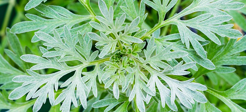 1000 Mugwort wormwood seeds Artemisia absinthium Pest repellent medicinal S W7T2