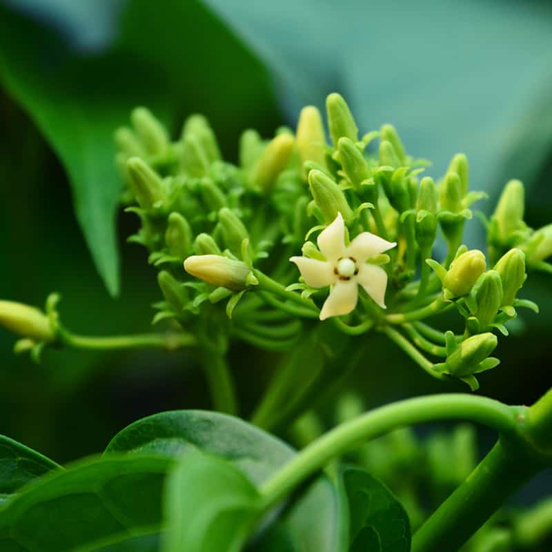 Gymnema Sylvestre Benefits, Uses, Side Effects and Dosage - Dr. Axe