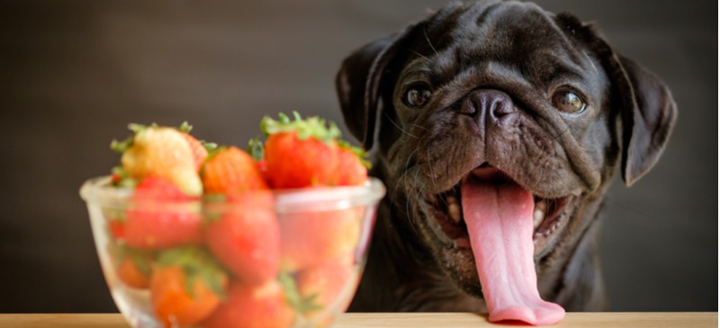 Can dogs eat strawberries? - Dr. Axe